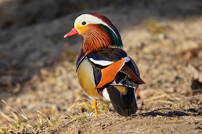 Mandarinente Erpel