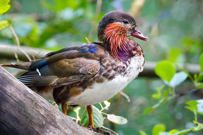 Mandarinente Jungvogel