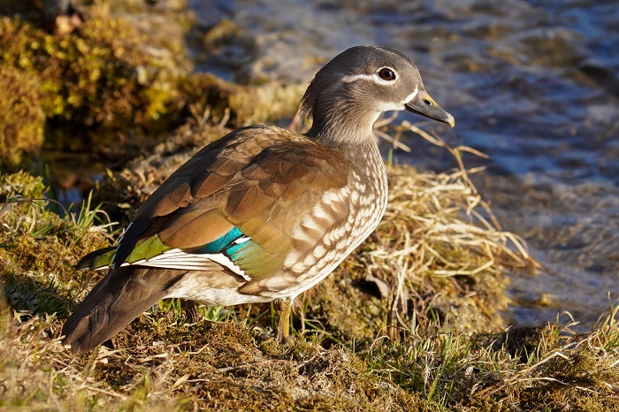Mandarinente Weibchen