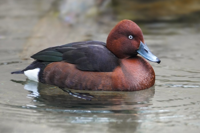 Vogelbeoabachtung Kreta Kournas See