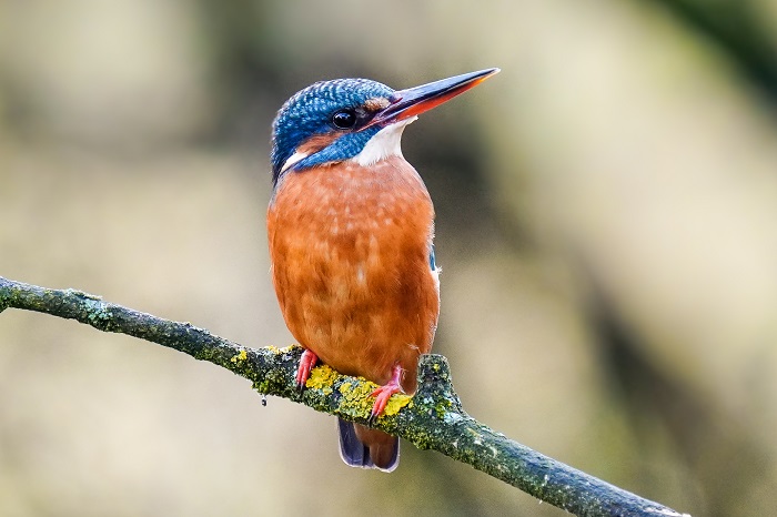 Eisvogel fotografieren Fotomöglichkeit Bayern