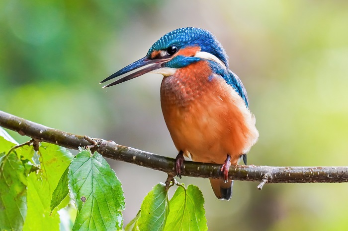 Eisvogel fotografieren Fotoversteck