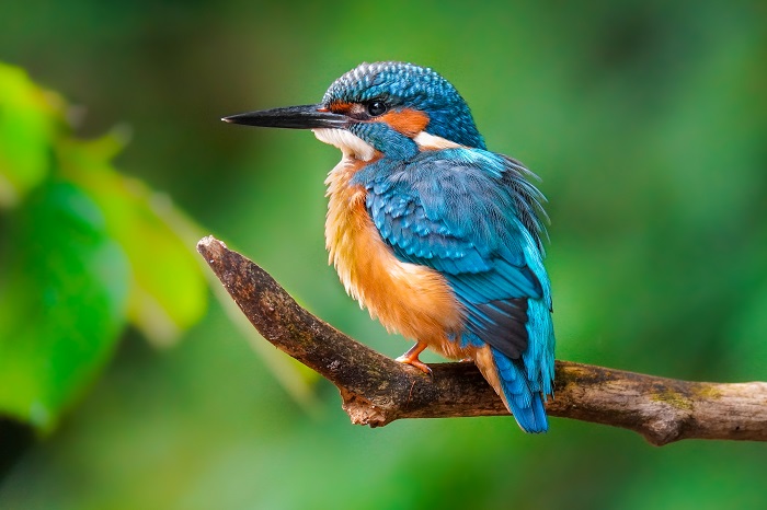 Eisvogel Ismaninger Speichersee