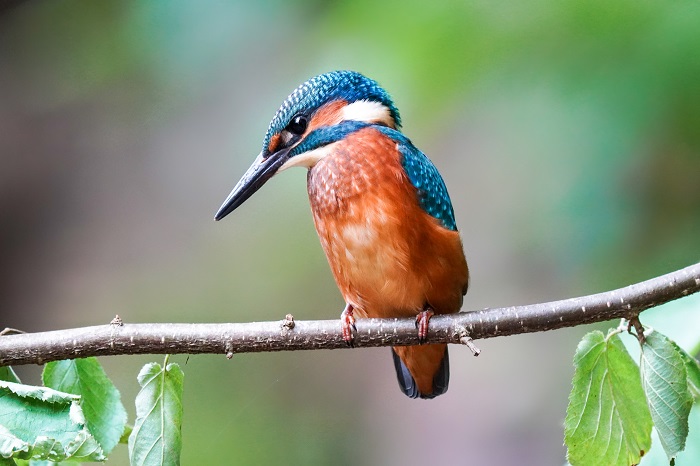 Eisvogel Schloßpark Nymphenburg