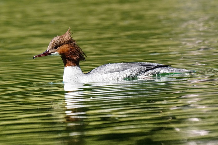 Vogelbeobachtung München