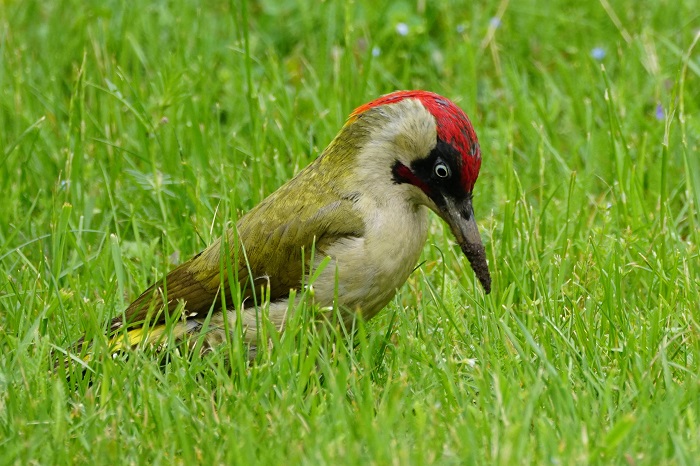 Vogelbeobachtung München Westpark