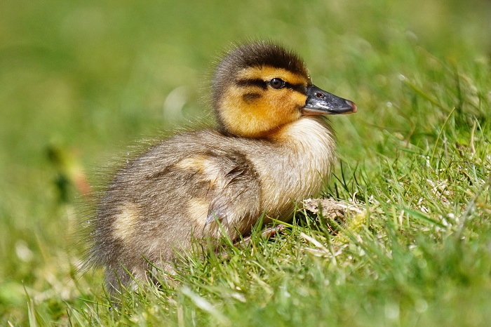 Ismaninger Speichersee Vogelbeobachtung