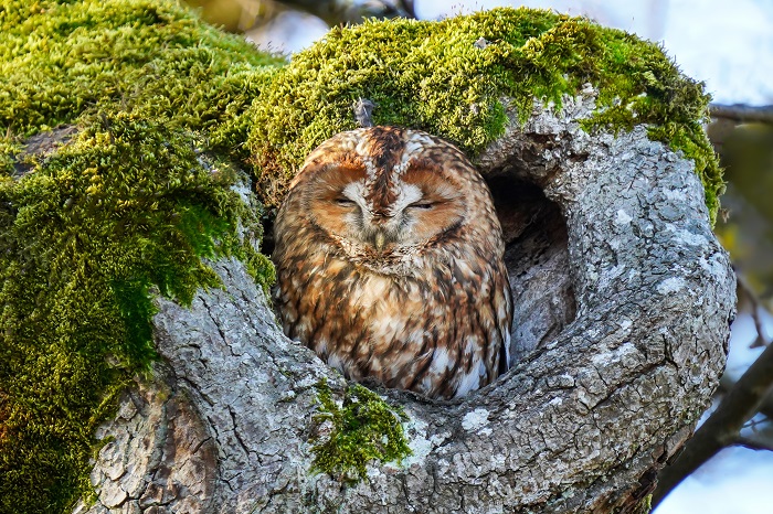 Vogelbeobachtung Schloßpark Nymphenburg