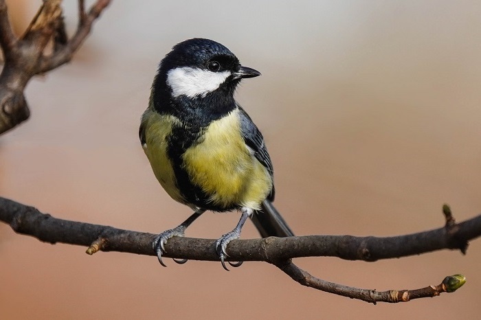 Vogelbeobachtung München