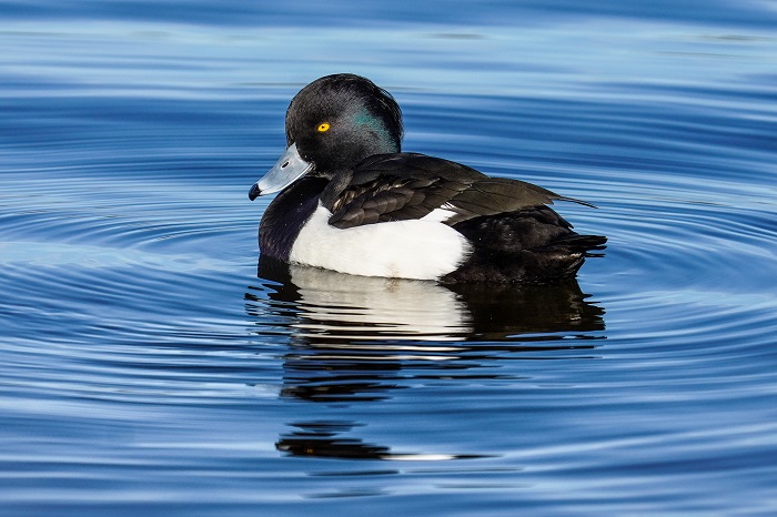 Enten am Wattenmeer