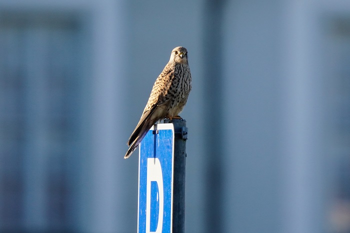 Nymphenburg Vogelbeobachtung