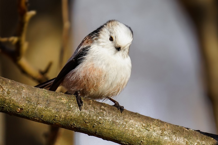 Nymphenburg Vögel Schwanzmeise