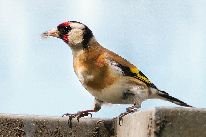 Vogelbeobachtung Müchen