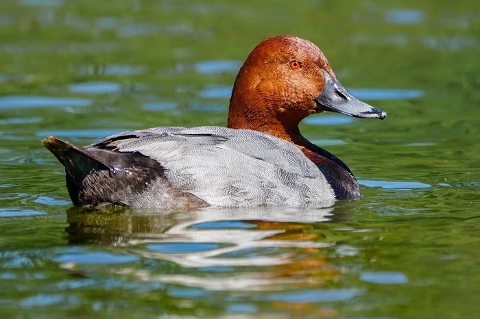 Vögel beobachten München