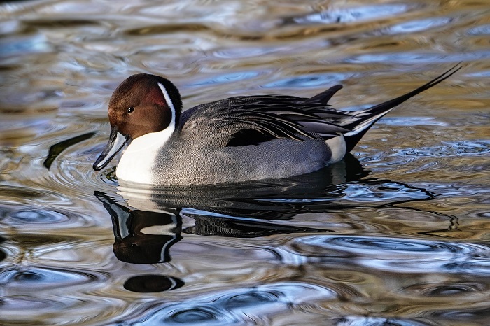 Vögel am Ismaninger Speichersee