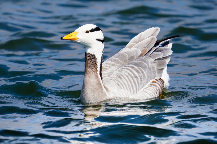 schloßpark Nymphenburg birdingtour