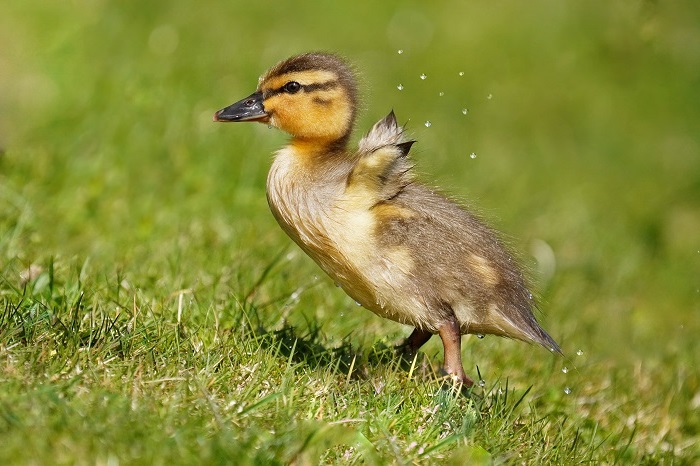 Vogelbeobachtung München