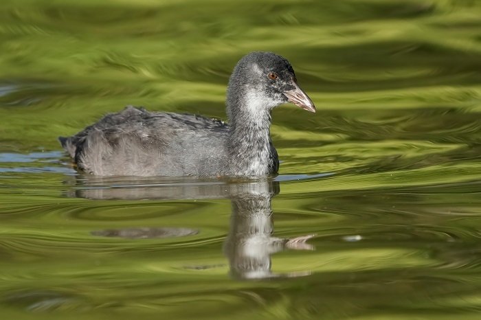 Schlosspark Nymphenburg Vogelarten