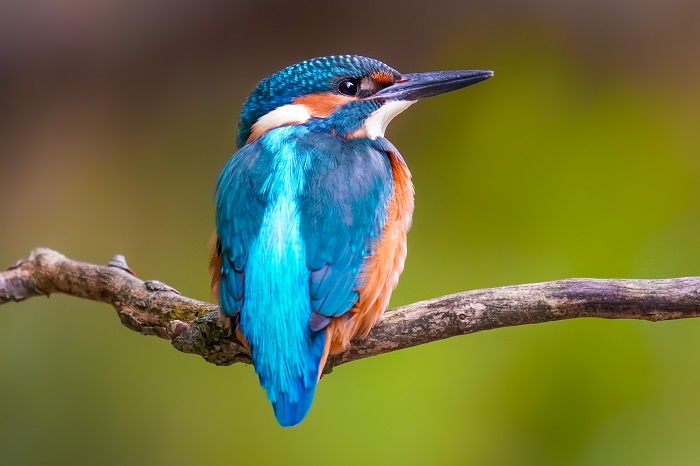 vogelarten ismaninger speichersee Eisvogel