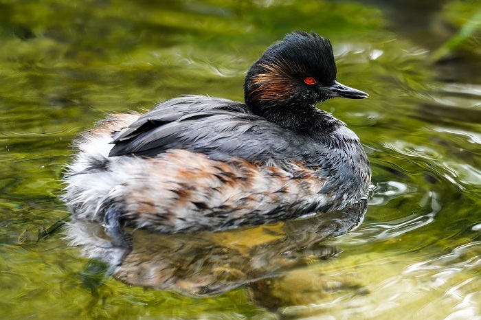 Vögel Ismaninger Speichersee