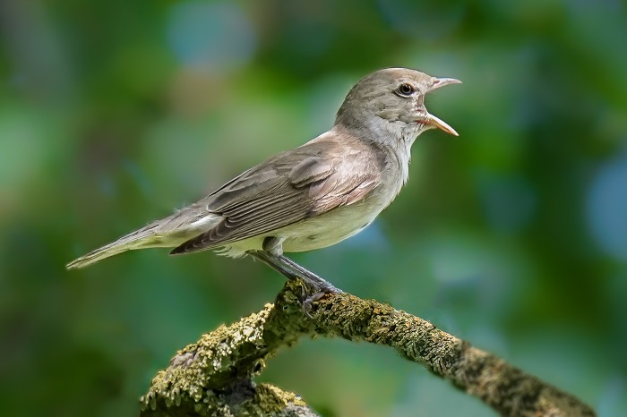 Vogelbeobachtung Ismaninger Speichersee