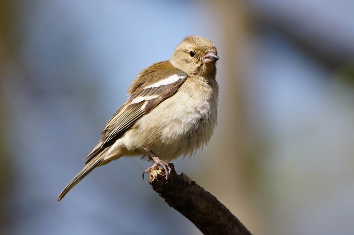 Vogelbeobachtung in München Westpark