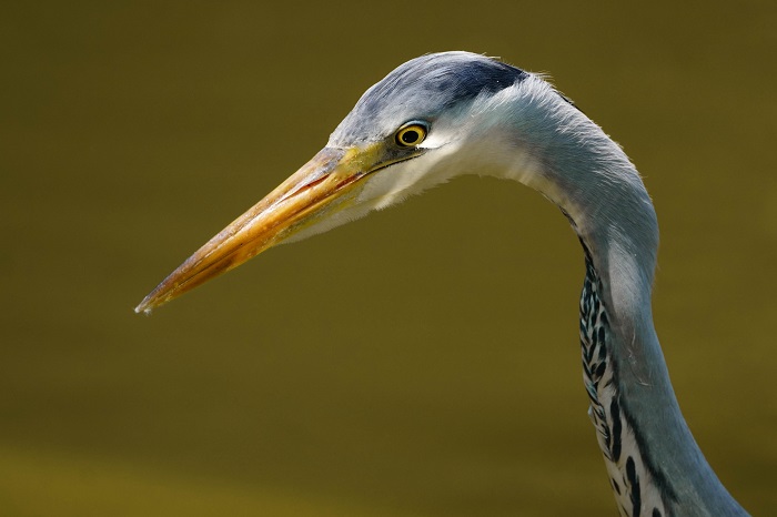 Vogelbeobachung München Westpark