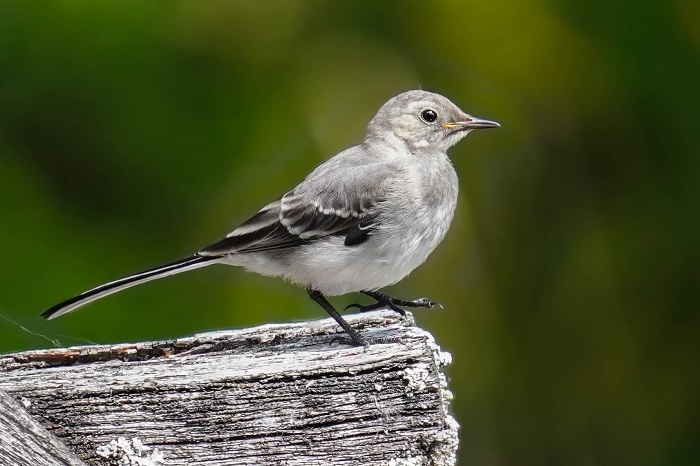 Nymphenburg Vogelbeobachtung