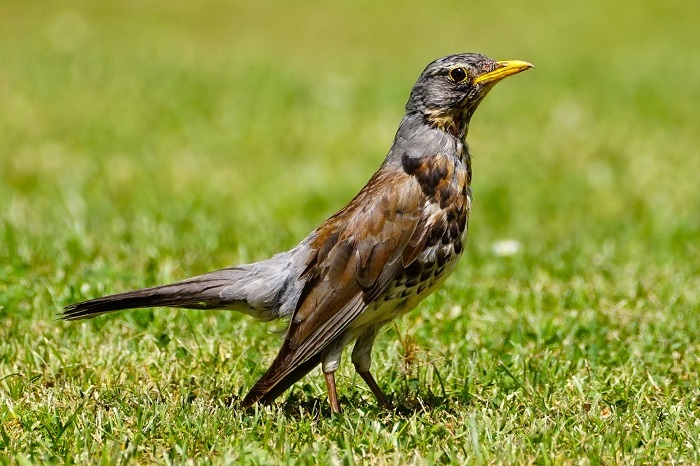 Vogelbeobachtung München Westfriedhof