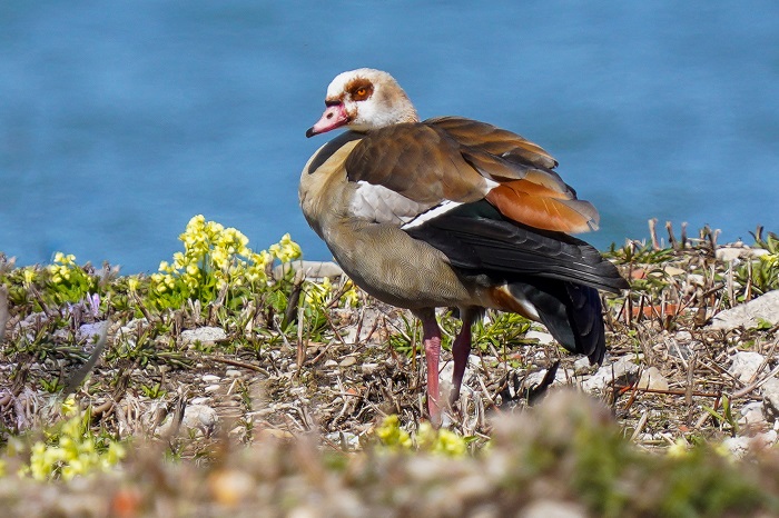 Nilgänse