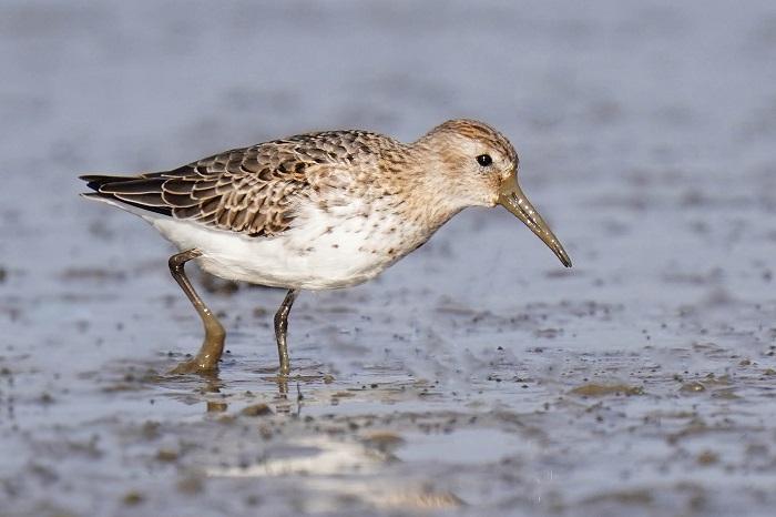 Alpenstrandläufer Nordsee