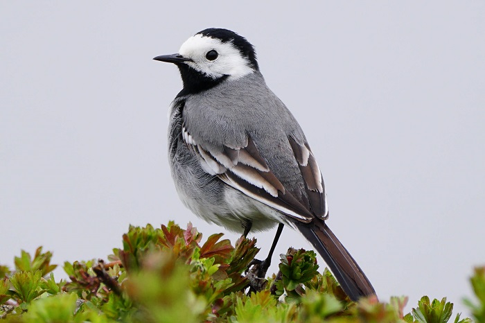 Nordsee Vögel beobachten