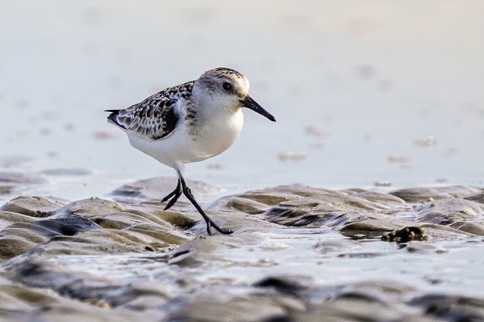 Vögel an der Nordsee 