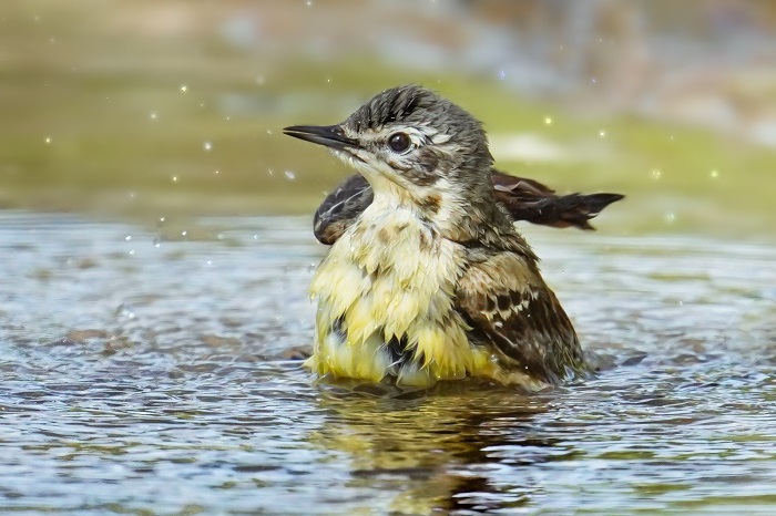 Singvögel Nordsee