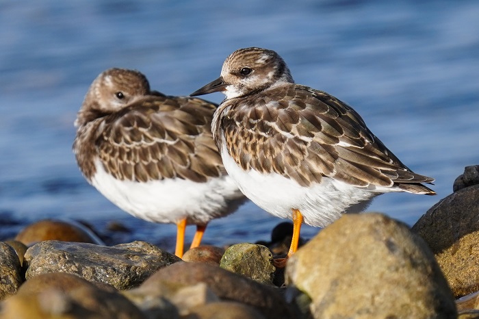 Vögel an der Nordsee