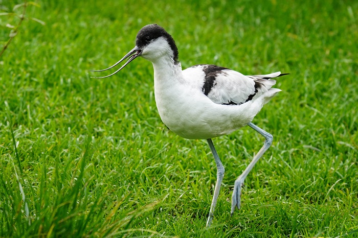 Voegel Nordsee
