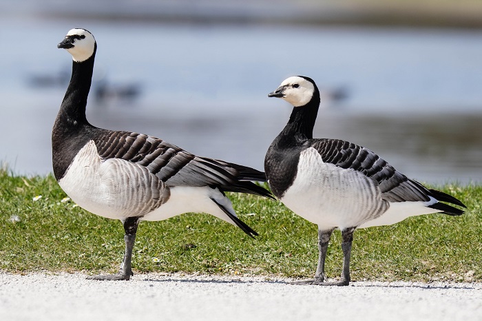 Vögel an der Nordsee