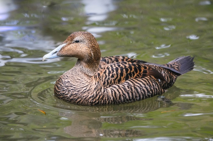 Wattenmeer Vögel Nordsee