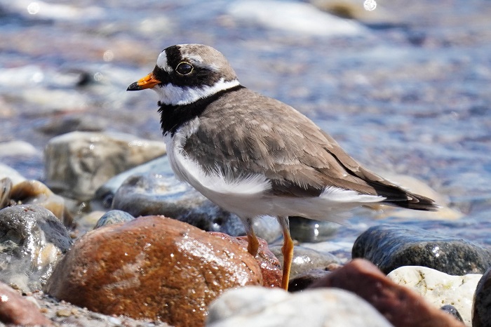 Vögel an der Nordsee