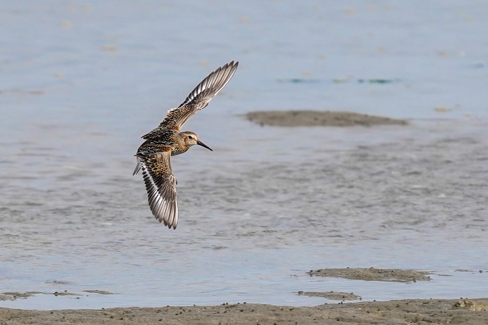Wattenmeer Vogelarten