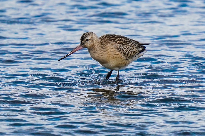 Vogelbeobachtungstour Nordstrand