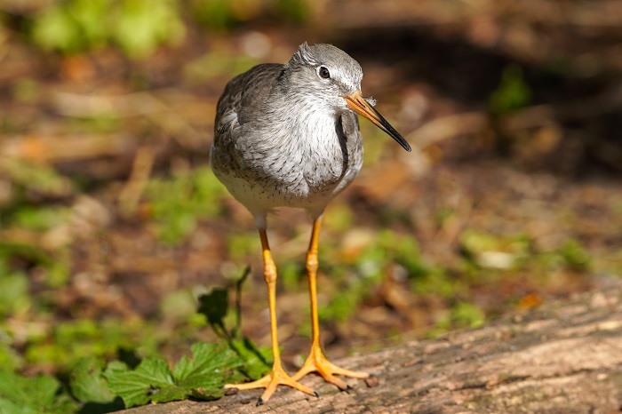 Beltringharder Koog Vögel