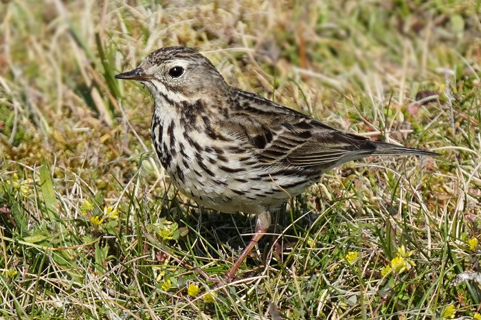 Hamburger Hallig Vögel beobachten