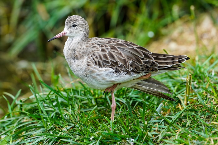 Hamburger Hallig Vögel