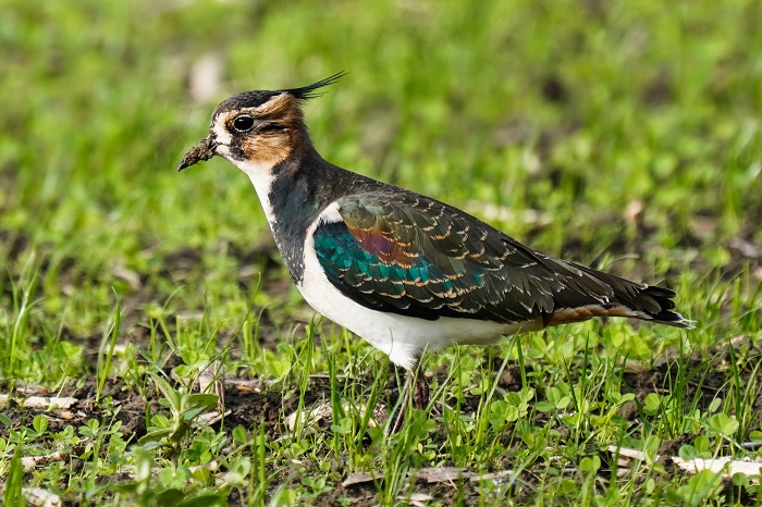 Vögel Hamburger Hallig