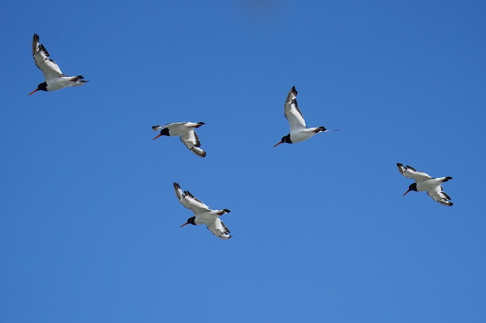 Vögel Hamburger Hallig