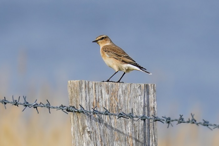 Vogelarten Hamburger Hallig Nordseeküste