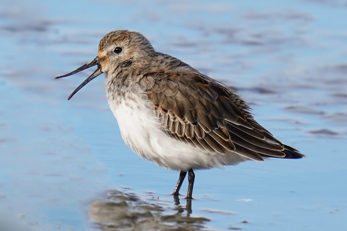 Vogelbeobachtung Hamburger Hallig