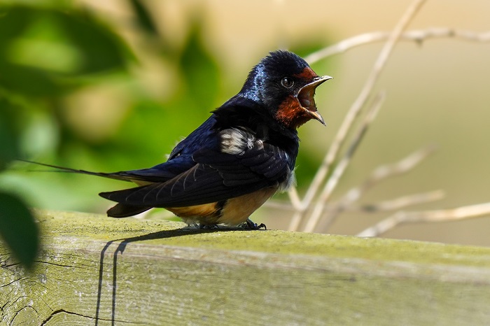 Vogelbeobachung Hauener Pütten