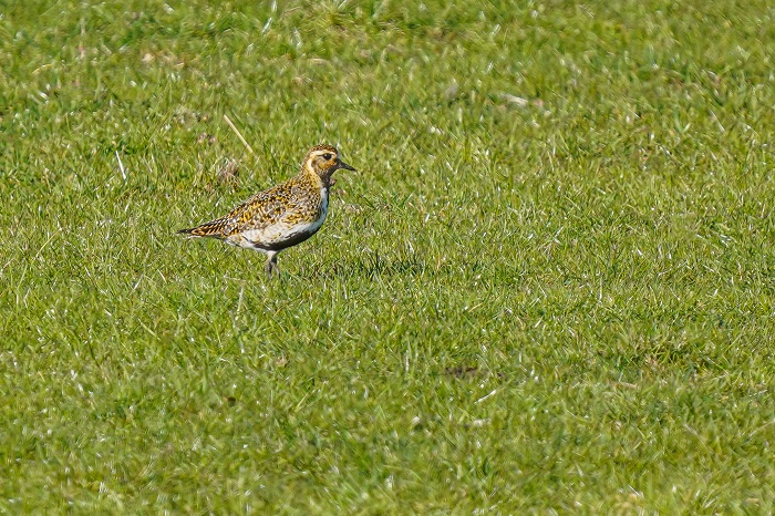 Goldregenpfeifer an der Nordsee